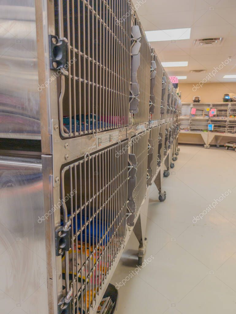 Freiwillige im Tierheim mit Hunden und Katzen